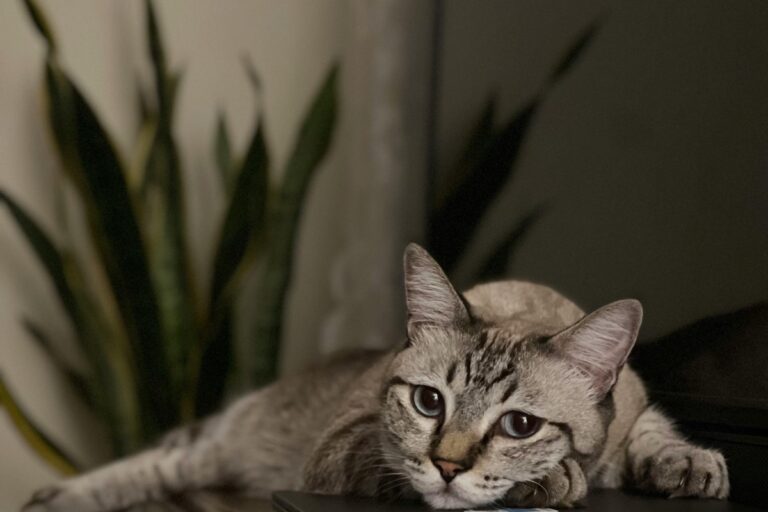 ノートパソコンのそばで休む猫