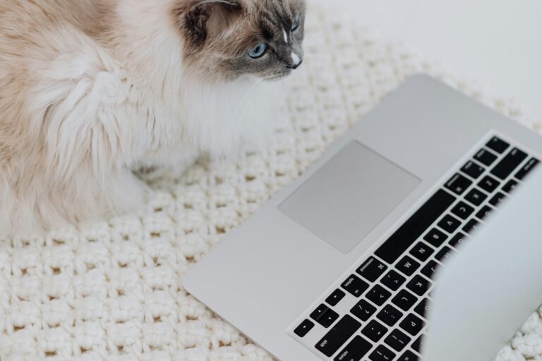 ノートパソコンの近くにいる猫