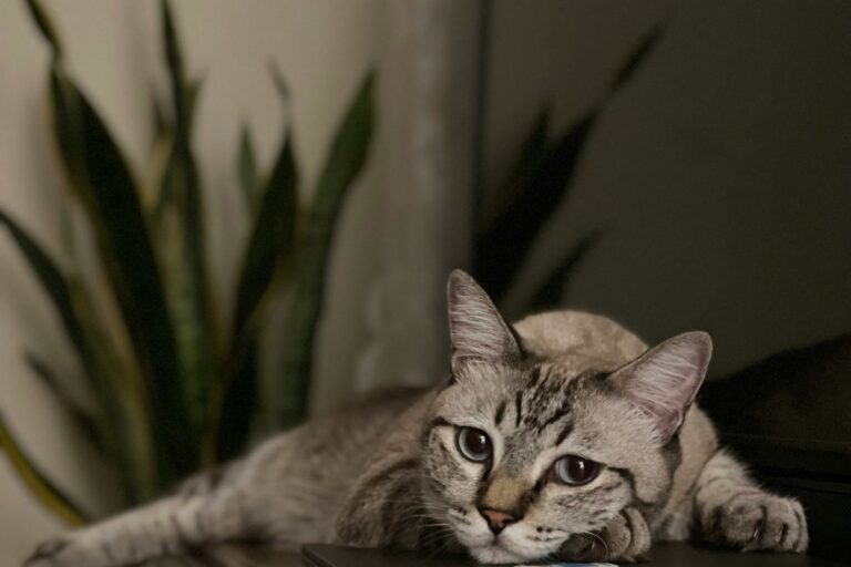 ノートパソコンのそばで休む猫