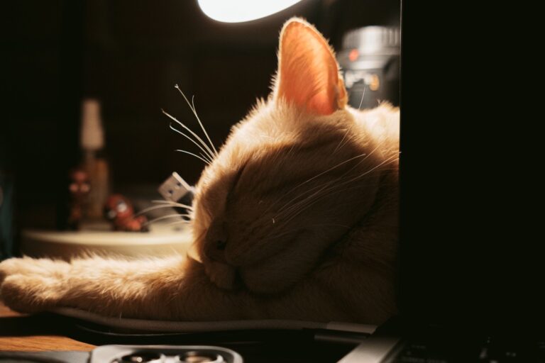 ランプの近くでくつろぐ猫