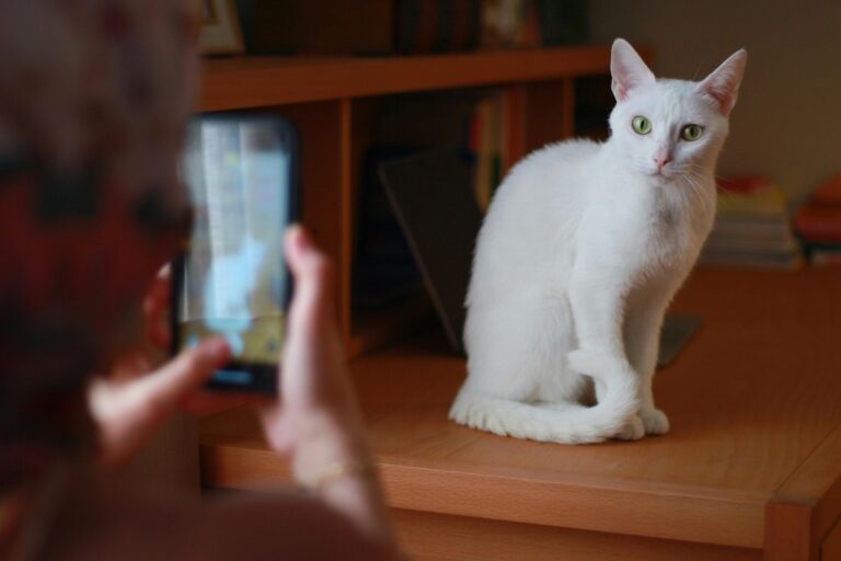 スマホで撮影される猫