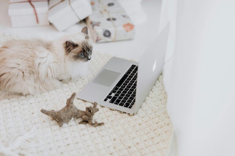 ノートPCのそばにいる猫