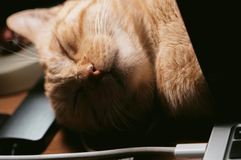 スマホとノートPCのそばで眠る猫